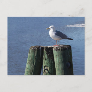 Carte Postale Goéland sur pilotis