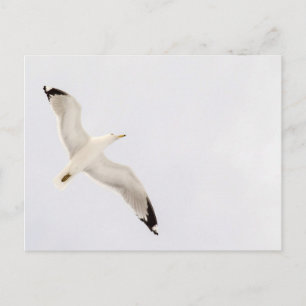 Carte Postale Goéland volant