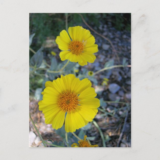 Carte Postale Gold du désert (Devant)