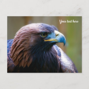 Carte postale Golden Eagle