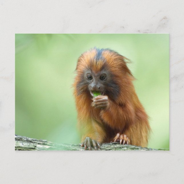 Carte Postale Golden Head Young (Devant)