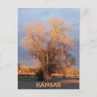 Carte postale Golden Kansas Cottonwood Tree