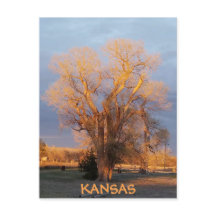 Carte postale Golden Kansas Cottonwood Tree