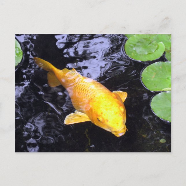 Carte postale Golden Koi Fish Photo (Devant)
