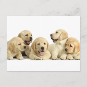 Carte Postale Golden Labrador Pupile