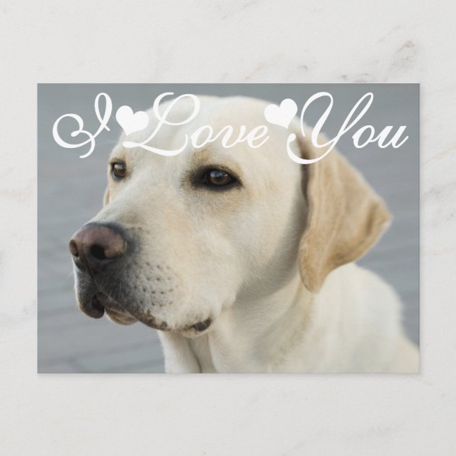 Carte Postale Golden Labrador Retriever Photo I Love You (Devant)