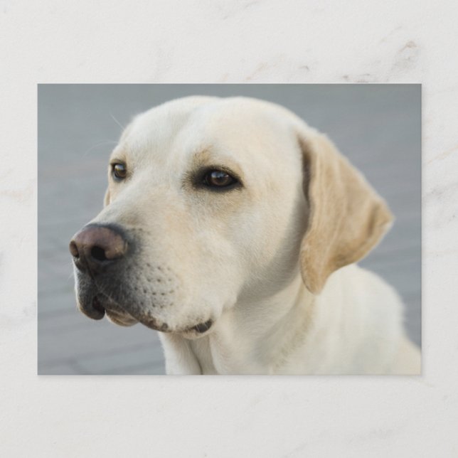 Carte Postale Golden Labrador Retriever Photographie (Devant)