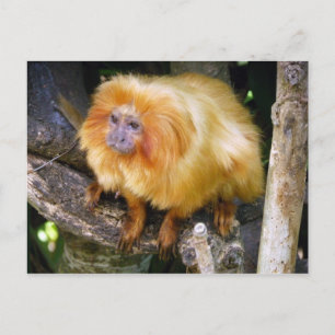 Carte Postale Golden Lion Tamarin
