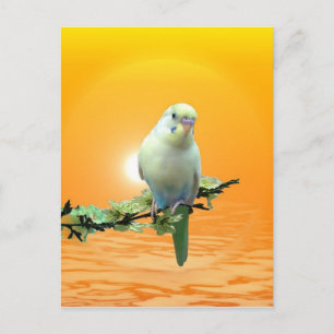 Carte Postale Golden Parakee