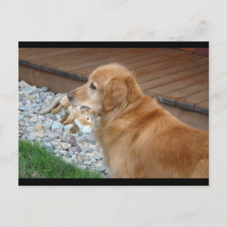 Carte Postale Golden Retriever