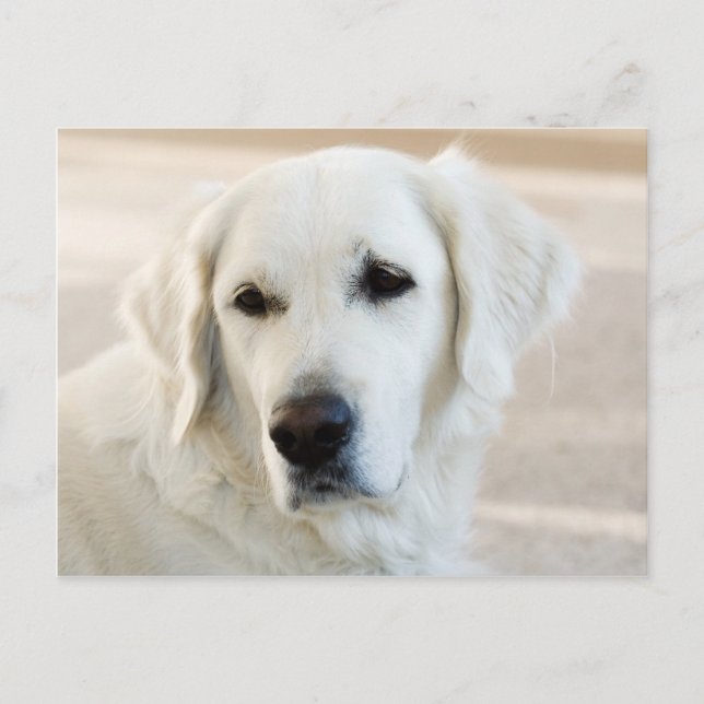 Carte Postale Golden retriever (Devant)