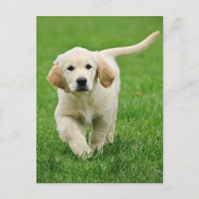 Carte Postale Golden retriever (Devant)
