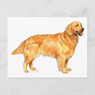 Carte Postale Golden Retriever