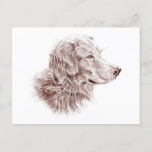 Carte Postale Golden Retriever