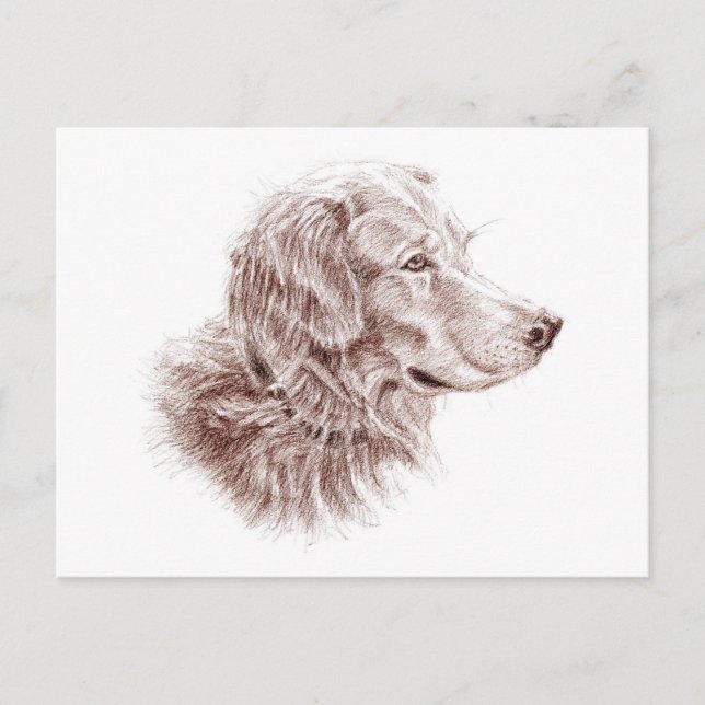 Carte Postale Golden Retriever (Devant)