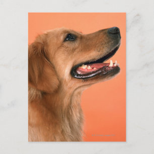 Carte Postale Golden Retriever 7