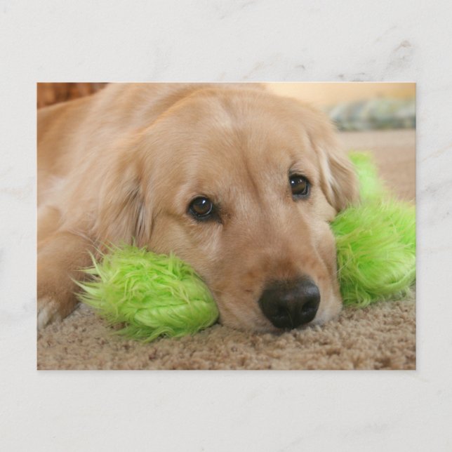 Carte Postale Golden Retriever A Entendu Que Vous Étiez Malade. (Devant)