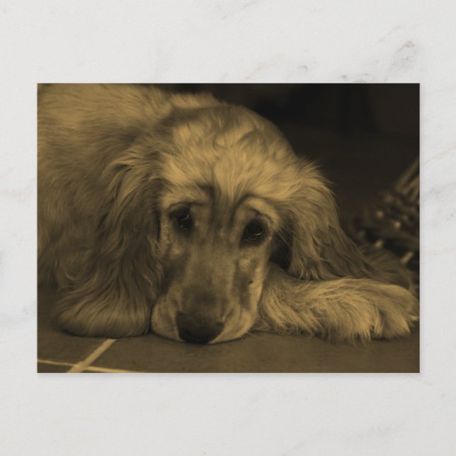 Carte Postale Golden Retriever aux tons sépia (Devant)