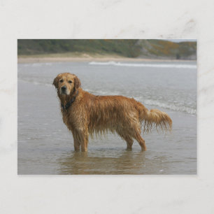 Carte Postale Golden Retriever dans la Mer