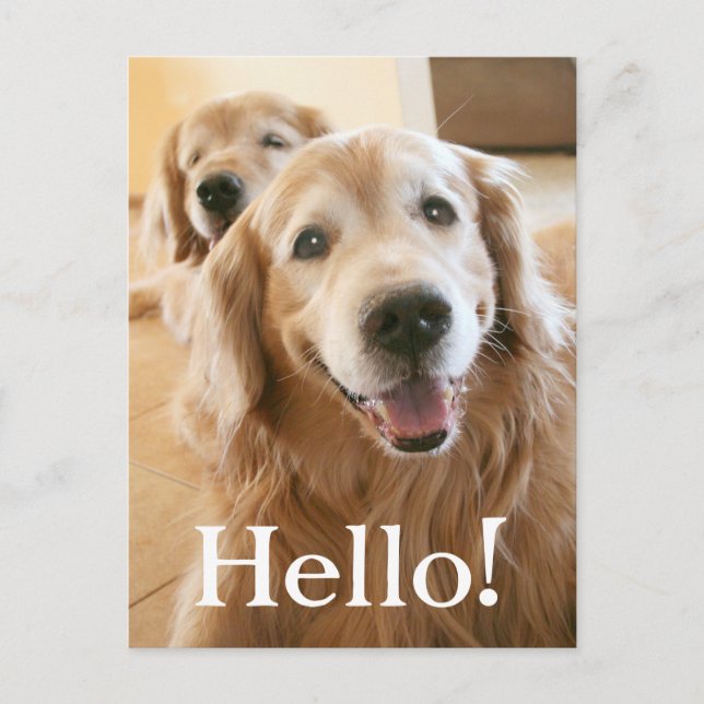 Carte Postale Golden retriever de sourire bonjour (Devant)