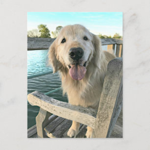 Carte Postale Golden Retriever Dog on a Dock Thinking of You