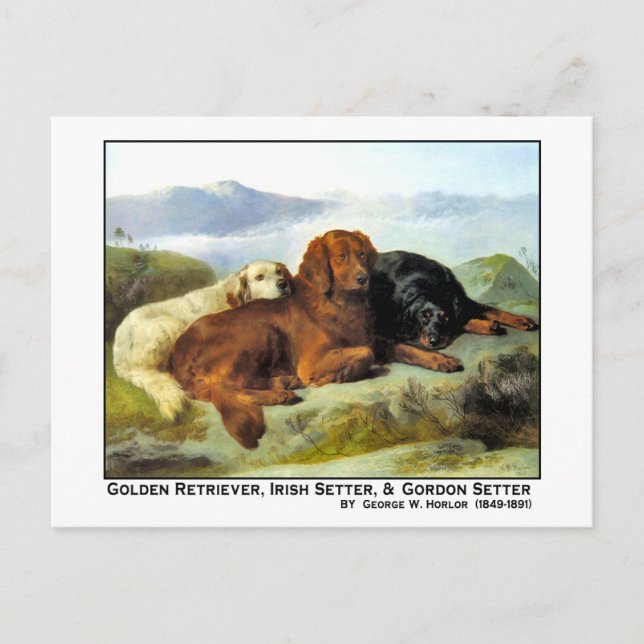 Carte Postale Golden Retriever, Irish Setter & Gordon Setter (Devant)