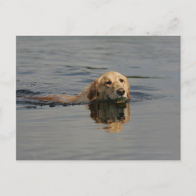 Carte Postale Golden Retriever Natation (Devant)
