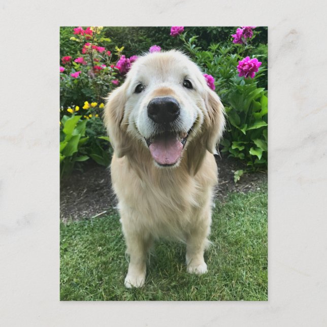 Carte Postale Golden Retriever souriant avec des fleurs Merci (Devant)