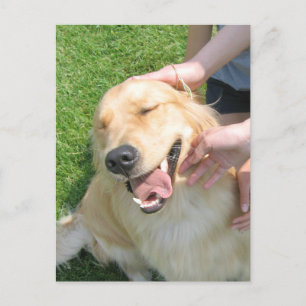 Carte Postale Golden Retriever Vous L'Avez Fait Félicitations En
