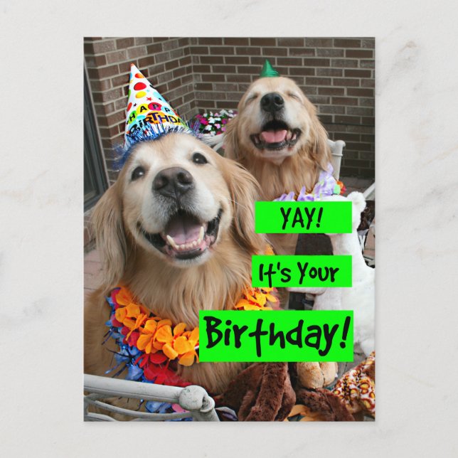 Carte Postale Golden Retriever Yay C'est ton anniversaire (Devant)