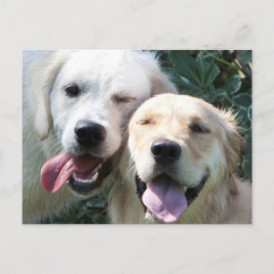 Carte postale Golden Retrivers