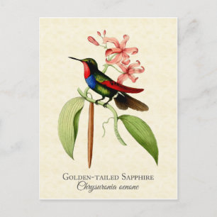 Carte postale Golden Tel Sapphire Hummingbird Art