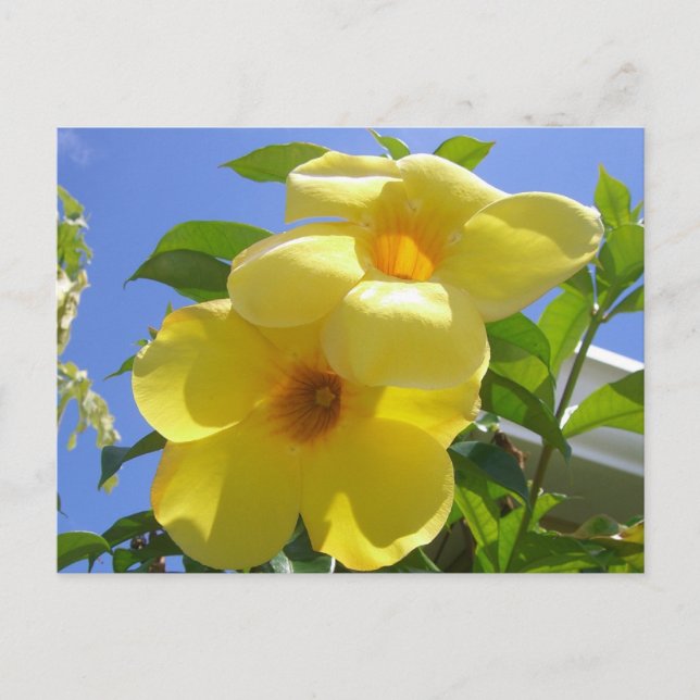 Carte Postale Golden Trumpet (Devant)