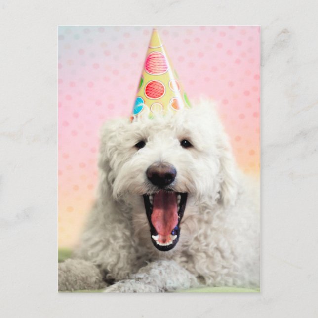 Carte Postale Goldendoodle avec Casquette du parti (Devant)