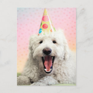 Carte Postale Goldendoodle avec Casquette du parti