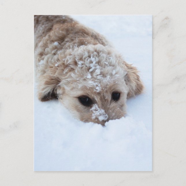 Carte Postale Goldendoodle Avec Nez Dans La Neige (Devant)
