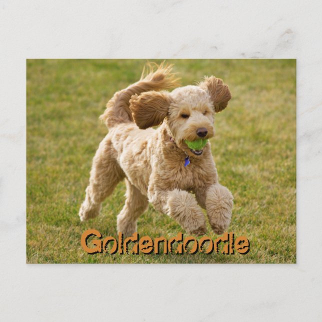 Carte Postale Goldendoodle chien avec balle (Devant)