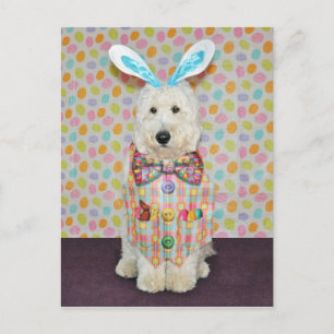 Carte postale Goldendoodle Pâques