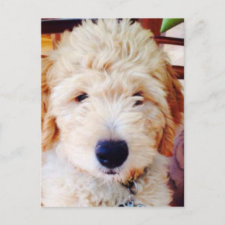 Carte Postale Goldendoodle Puppy