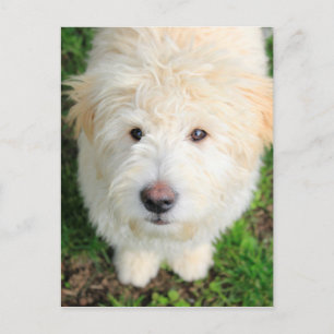 Carte Postale Goldendoodle Puppy regarde l'appareil photo