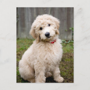 Carte Postale Goldendoodle Puppy Se Trouve Dans L'Herbe