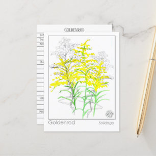 Carte Postale Goldenrod Materia Medica Monograph Herbal Study
