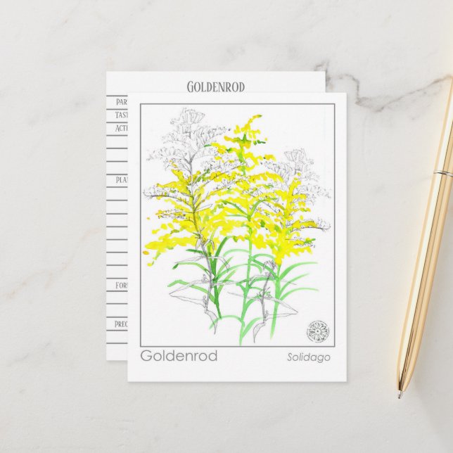 Carte Postale Goldenrod Materia Medica Monograph Herbal Study (Devant/Arrière en situation)