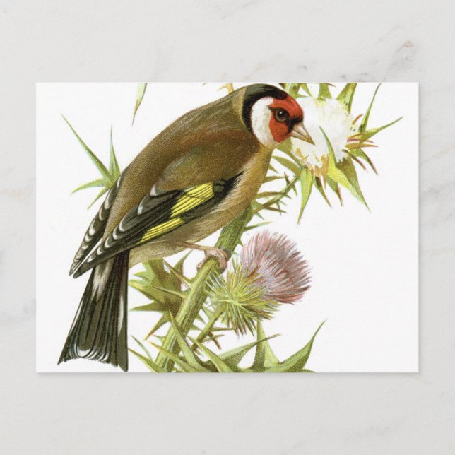Carte Postale Goldfinch (Devant)