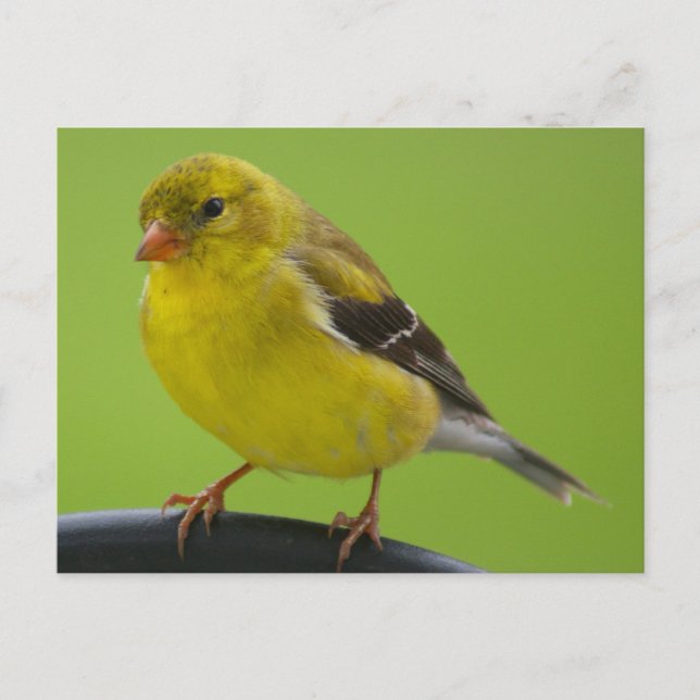 Carte postale Goldfinch (Devant)