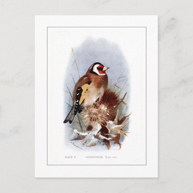 Carte Postale Goldfinch (Devant)