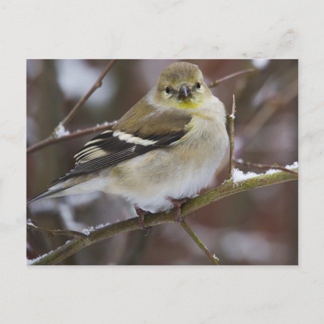 Carte Postale Goldfinch américain d'hiver (Devant)