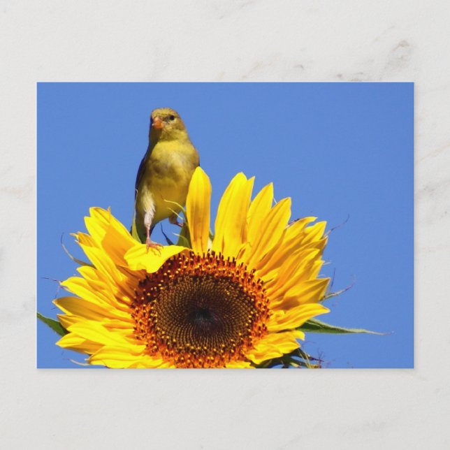 Carte Postale Goldfinch américain sur tournesol (Devant)