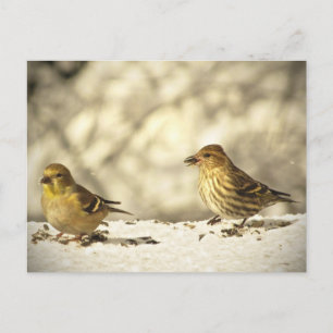 Carte Postale Goldfinch et Pine Siskin