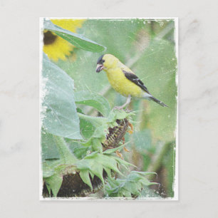 Carte Postale Goldfinch Grunge